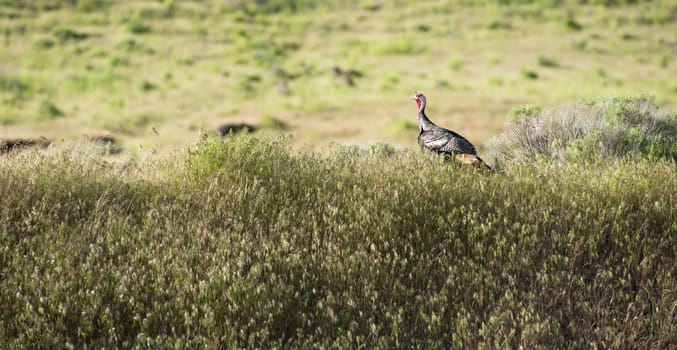 A male turkey seperated from his hens looks for them in the brush
