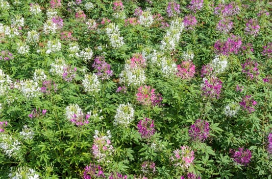 Pink and white Spider flower field