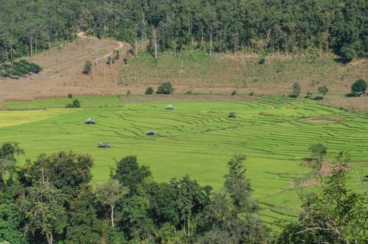 Beautiful aerial view of traditional rice terrace fields in Chiang Mai, Thailand