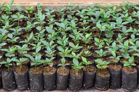 Coffee seedlings plant in a nursery