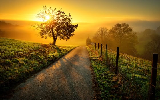 Idyllic rural landscape on a hill with a tree on a meadow at sunrise,a path leads into the warm gold light