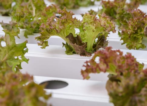 Hydroponic red coral leaf lettuce vegetables plantation in aquaponics system