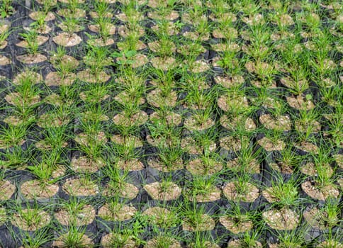 Pine tree nursery for reforestation