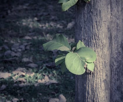 New growth green leaves sprouting out of trunk of tree. Retro filtered effect image