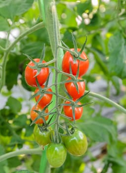 Grape Tomatoes on the vine