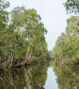 Beautiful green nature view of white samet tree with reflection at Talay-Noi Wetland in Phattalung province ,Thailand