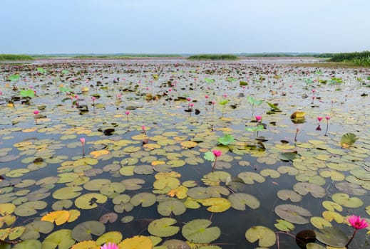 Beautiful pink water lily in lotus swamp at Talay-Noi Wetland in Phattalung province ,Thailand