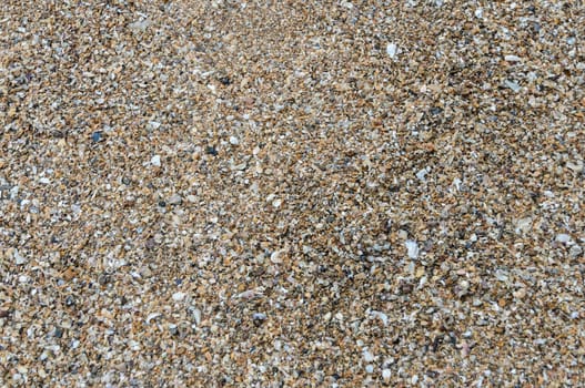 Nature background of multicolored seashells texture on beach