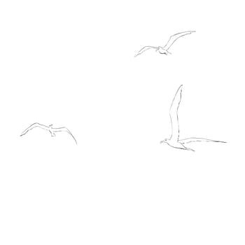 Sea gulls soar in the sky. line art vector illustration. Birds and animals