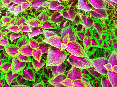 Close up of Coleus leaves Painted nettle, Flame nettle