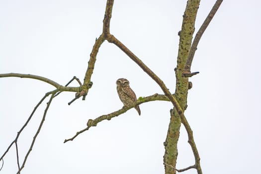 Spotted Owlet in a Tree in Kaziranga National Park in India