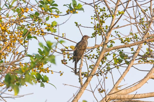 Asian Koel in a Tree near Nagarhole National Park in India