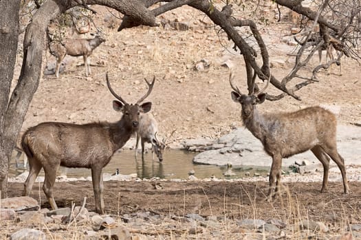 Sambar deer (Cervus unicolor) in the Ranthambhore Tiger Reserve,Rajasthan,India.