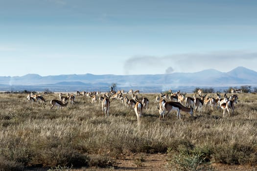 A field full of Springboks with burning valley in the background.