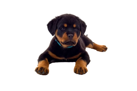Little Rottweiler puppy dog, isolated on white background