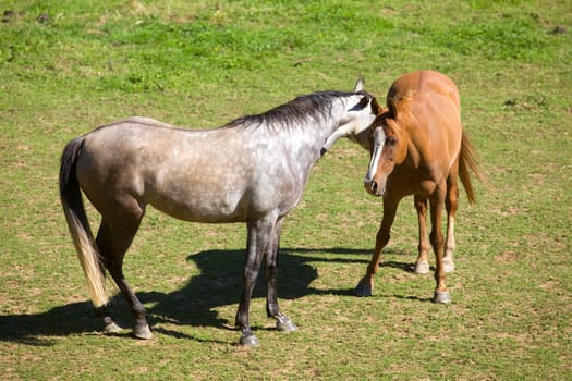 Two horses in a meadow in the french alps, France