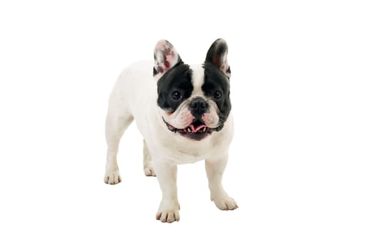 French Bulldog puppy posing isolated over a white background
