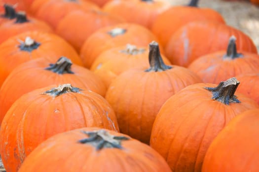 Pumpkins on hay