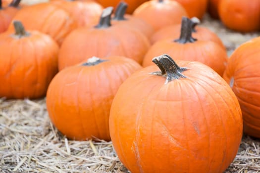Pumpkins on hay