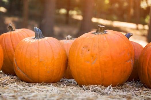 Pumpkins on hay