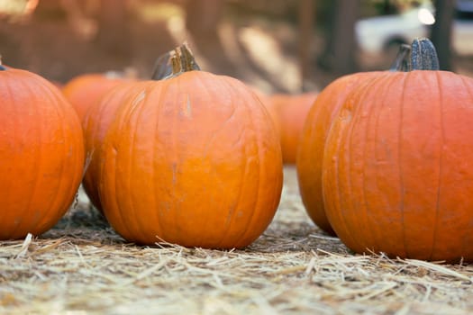 Pumpkins on hay
