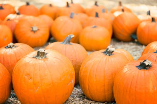 Pumpkins on hay