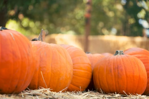 Pumpkins on hay