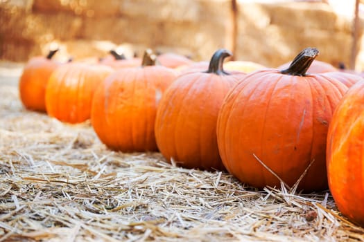 Pumpkins on hay