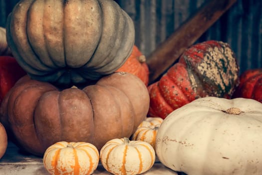 Assortment of pumpkins