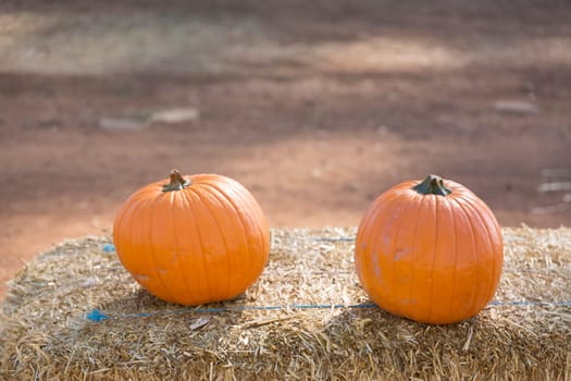 Pumpkins on hay