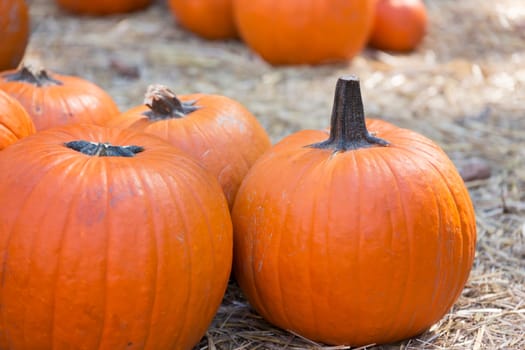 Pumpkins on hay