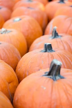 Pumpkins on hay