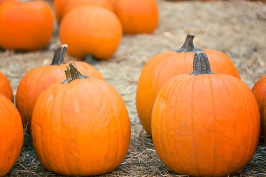 Pumpkins on hay