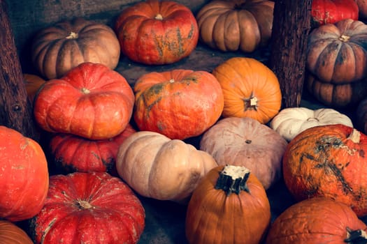 Assortment of pumpkins