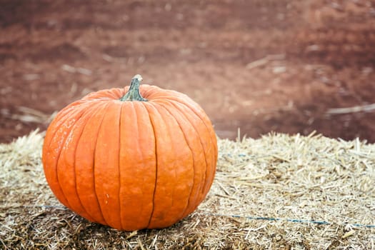 Large pumpkin background