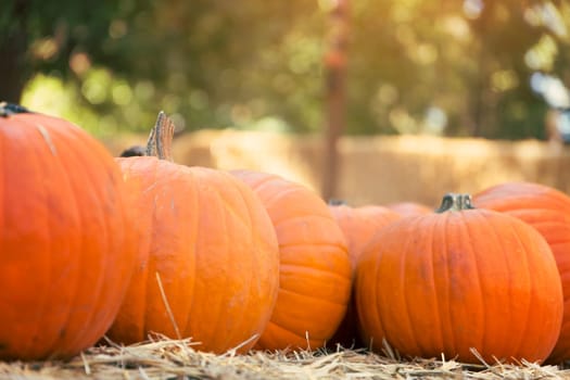 Pumpkins on hay