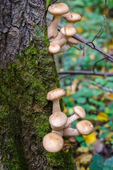 Golden autumn in the month of October in a beautiful forest