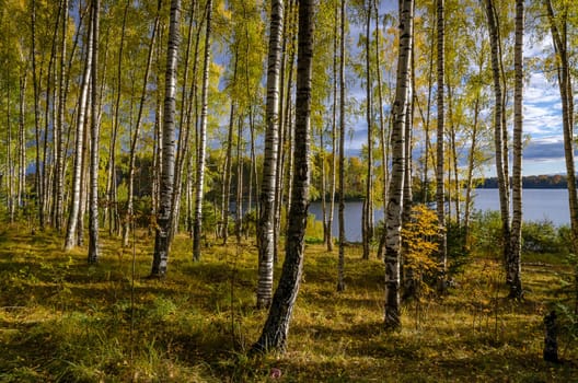 Golden autumn in the month of October in a beautiful forest