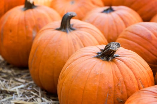 Pumpkins on hay