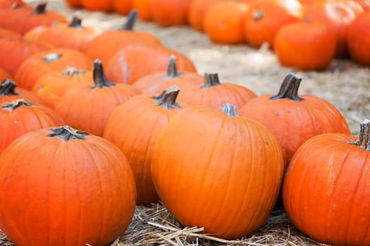 Pumpkins on hay