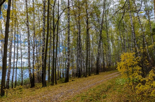 Golden autumn in the month of October in a beautiful forest