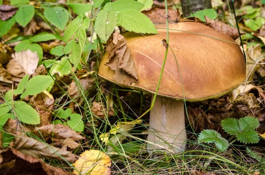 Golden autumn in the month of October in a beautiful forest
