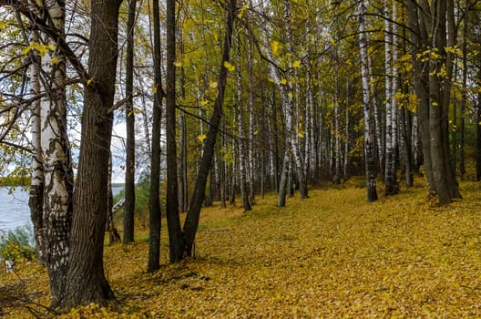 Golden autumn in the month of October in a beautiful forest