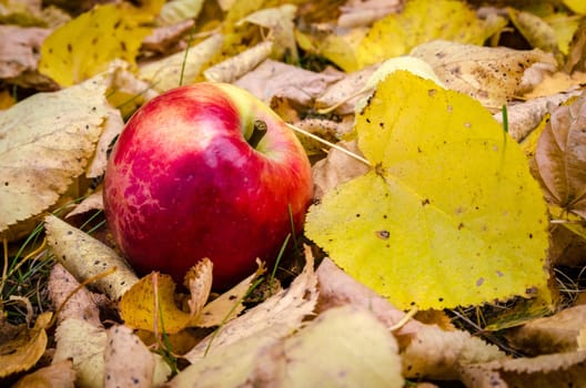 Golden autumn in the month of October in a beautiful forest