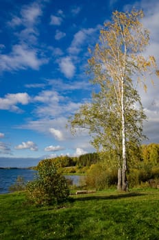Golden autumn in the month of October in a beautiful forest