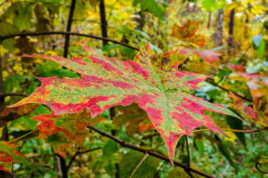 Golden autumn in the month of October in a beautiful forest