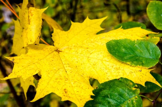 Golden autumn in the month of October in a beautiful forest