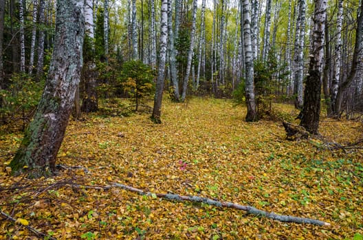 Golden autumn in the month of October in a beautiful forest