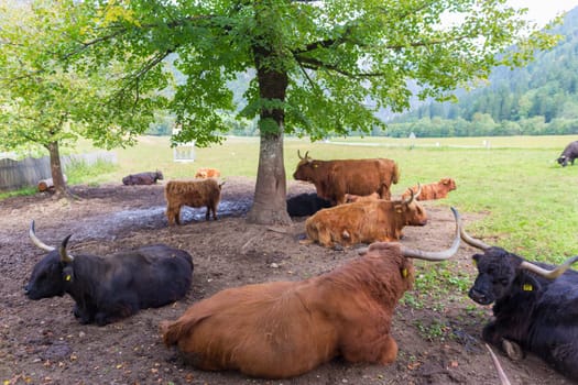 Heard of red haired Scottish highlander cows lying and resting in shade of tree.