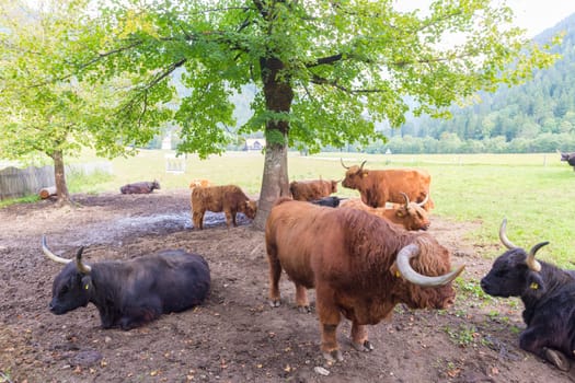 Red haired Scottish highlander cow showing her long horns.